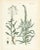 Hand-Colored Botanical Lithograph of Woad and White Goosefoot, Calwer, 1854 This rare and meticulously crafted botanical...
