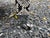 Karl Springer Sophisticated Karl Springer Style Python Skin Wrapped Telephone Table For Sale - Image 4 of 11