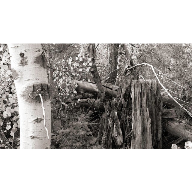 This digital archival print size is 18" x 12" printed on 19" x 13" Vibrance Matte Paper from Breathing Color in Austin,...