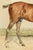 Textile Rare Pair Antique English Horse Portraits on Silk Hand Painted Equestrian Sporting Art Home Decor For Sale - Image 7 of 17