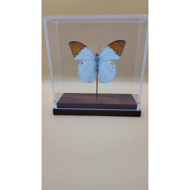 Modern Great Orange Tip Butterfly (Hebomoia Glaucippe) in Shadow Box For Sale - Image 3 of 7