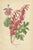 Edward Step, Victorian Botanical Triptych, 1896, Paper, Set of 3 For Sale - Image 4 of 6