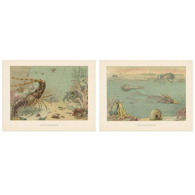 Lydekker, Crustaceans & Cephalopoda, 1896, Color Process Prints, Set of 2 For Sale - Image 9 of 9