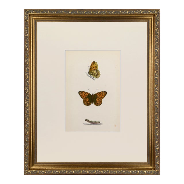 19th Century Antique Morris Butterfly Print Hand Colored Lithograph 1853 For Sale