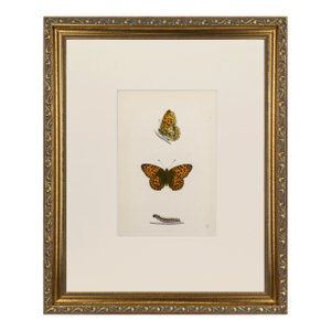 19th Century Antique Morris Butterfly Print Hand Colored Lithograph 1853