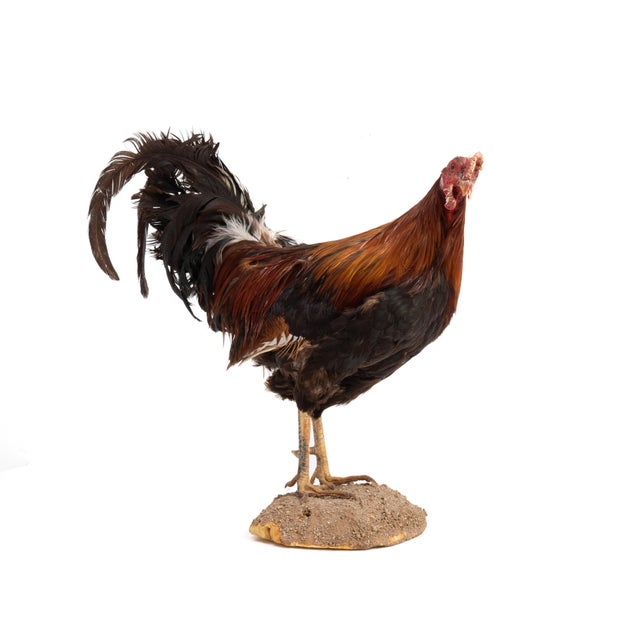 Brown Life-Size Gamecock Taxidermy Mount Brilliant Red Orange Plumage Sand Mount Rooster For Sale - Image 8 of 17