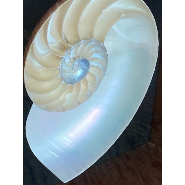 Framed Nautilus Shell For Sale - Image 14 of 15