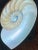 Framed Nautilus Shell For Sale - Image 14 of 15