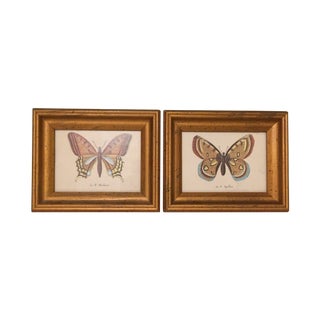 Framed Butterfly Prints - Pair For Sale