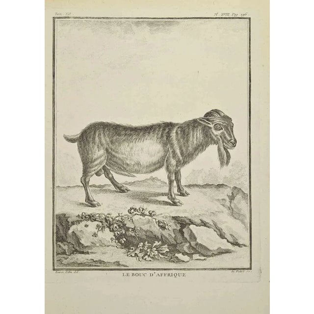 The goat is an etching realized in 1771 by a-j de fehrt. Signed in flat. The Artwork Belongs to the Suite "Natural,...