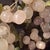 Jade Grape Vines Bonsai Tree For Sale - Image 8 of 12