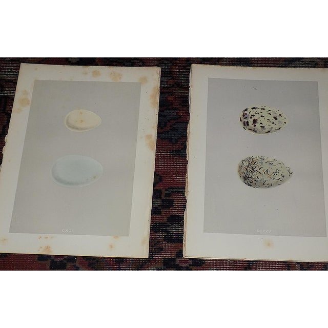 Authentic Antique 19th Century Hand Colored Egg Lithographs - Water Birds - Set of 12 For Sale - Image 4 of 9