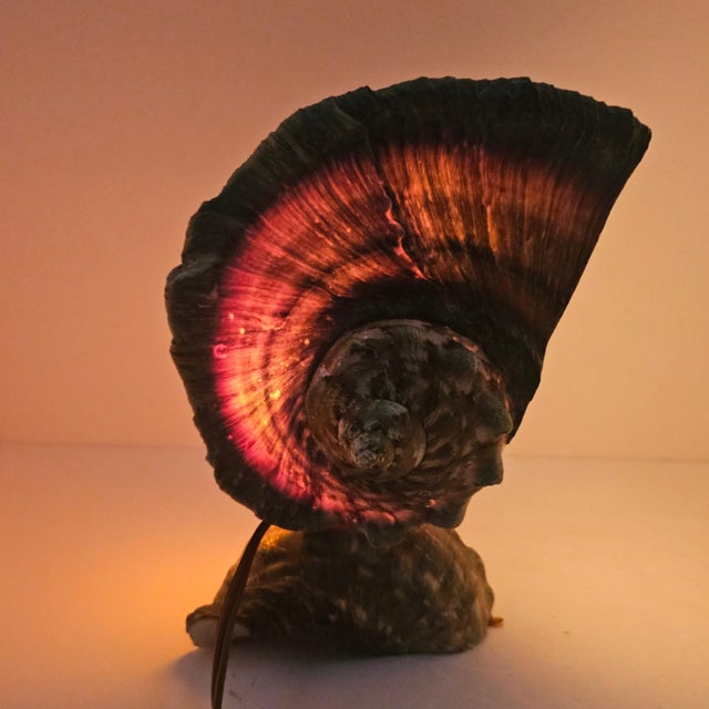 A vintage Tahitian artisan-made mood or accent lamp, circa 1970s–1980s, constructed from a substantial natural Turbo...