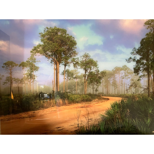 Old Florida; Highlands Hammock Park, Sebring Florida Photo Print, Pines and Palmetto. Four by Three Feet in Plastic For Sale