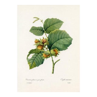 1960s, Hazel Nut Print by Pierre Redoute, Original Antique Fruit Print For Sale