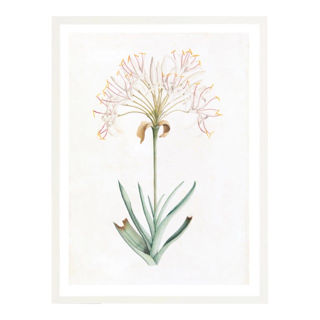 Illustration Celerie Kemble Curated Australian Botanical VI (24x30) in White Frame For Sale - Image 3 of 4