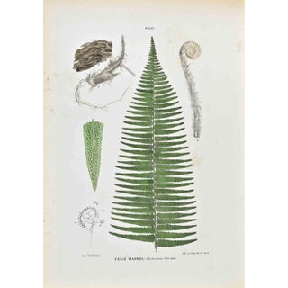 Vincenzo Tenore, The Ferns, Lithograph, 1870s For Sale