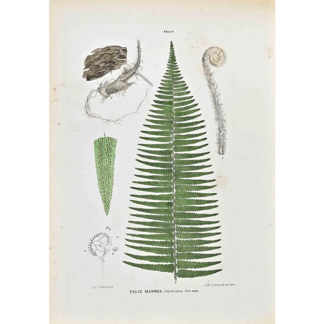 Vincenzo Tenore, The Ferns, Lithograph, 1870s For Sale
