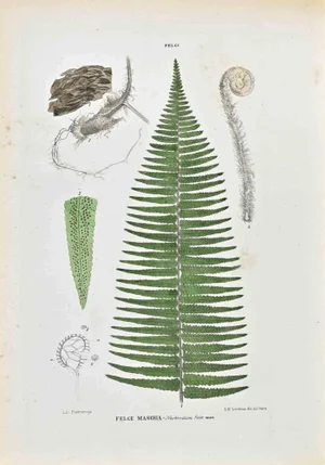 Vincenzo Tenore, The Ferns, Lithograph, 1870s