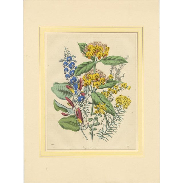 Colorful Botanical Flower Prints from Book of Worlds, 1800s, Print, Set of 4 For Sale - Image 6 of 10