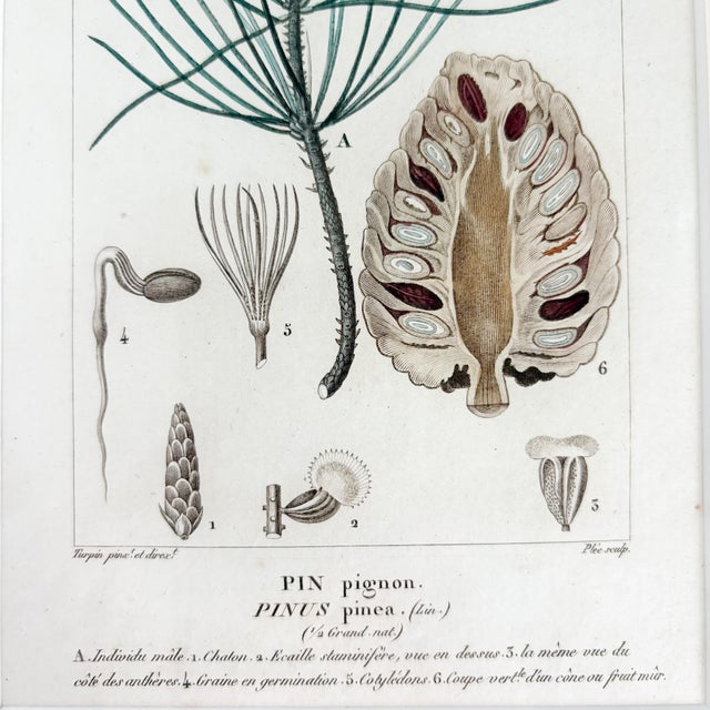 Antique "Conifères" Framed Botanical Etched Illustration, 1800's French Pine Tree Art For Sale - Image 13 of 14