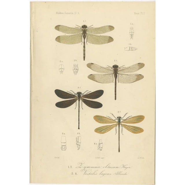 Set of 6 antique insect and dragonfly prints from sumatra c.1880 this fine set of six antique lithographs depicts various...