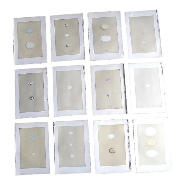 Authentic Antique 19th Century Hand Colored Egg Lithographs - Set of 12 For Sale