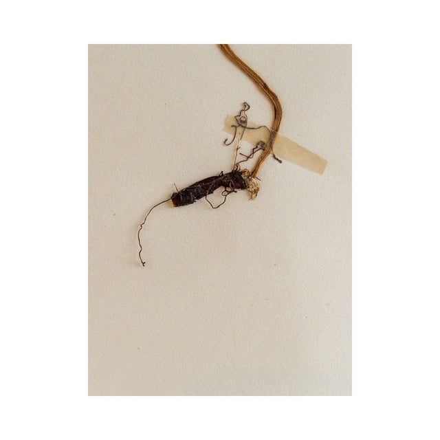 Vintage Swedish Herbarium - Wood Anemone, Circa 1938 For Sale - Image 4 of 6