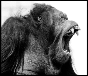 Arthur Steel: Going Ape, Limited Edition Photograph 34 X 29.5”
