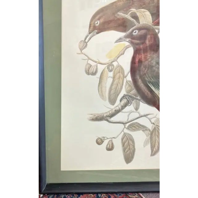 John James Audubon Mid Century John Gould Bird Lithographs in Large Black Wood Frames - 42.5" X 30" - I of 2 For Sale - Image 4 of 9