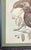 John James Audubon Mid Century John Gould Bird Lithographs in Large Black Wood Frames - 42.5" X 30" - I of 2 For Sale - Image 4 of 9