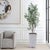 Graceful And Architectural, This Tall Olive Tree Brings A Sense Of Mediterranean Tranquility To Any Interior. Its Slender...