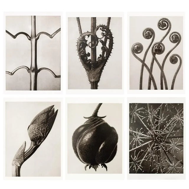 Charcoal 1995 Set of 6 Posters After Karl Blossfeldt's Photogravures, First Edition For Sale - Image 8 of 15