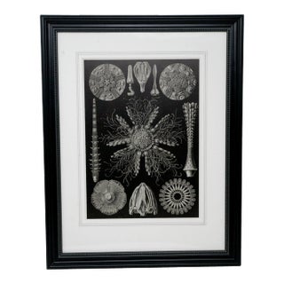 Shells - Mid Century Modern Contemporary Black and White Lithograph, Framed For Sale
