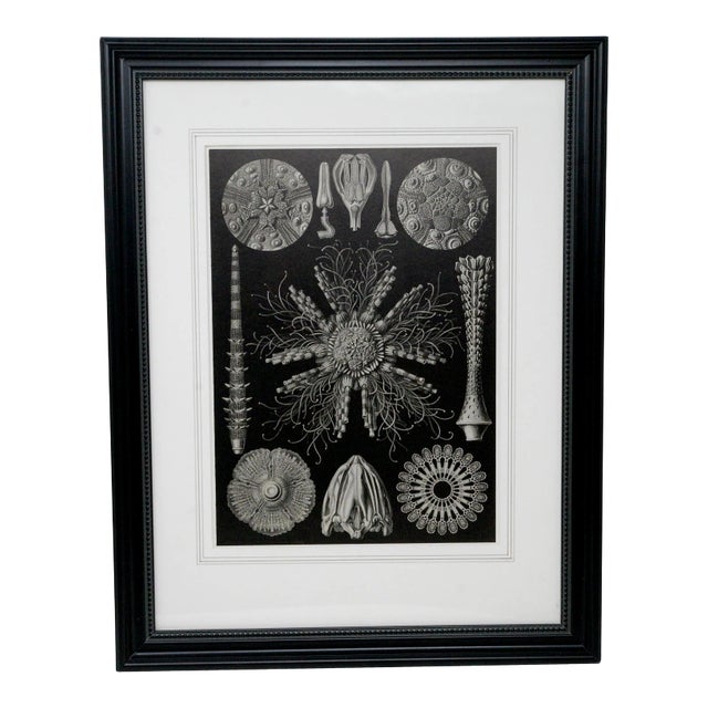Shells - Mid Century Modern Contemporary Black and White Lithograph, Framed For Sale