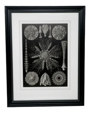 Shells - Mid Century Modern Contemporary Black and White Lithograph, Framed