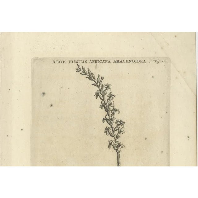 Aloe Humilis Africana Botanical Engraving from Caspar Commelin's Work, 1706 This engraving is possibly a botanical...
