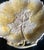 Ceramic Mid 19th Century Minton Ironstone Leaf Dish For Sale - Image 7 of 12