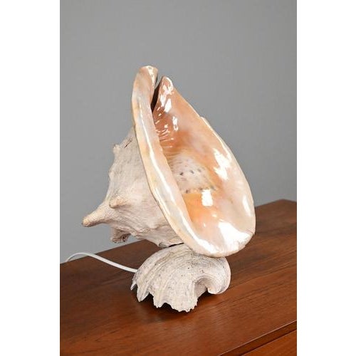 Vintage shell lamp with a magical light effect. We don’t know much about this lamp except that it is a large shell and it...