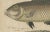 Species of Wrasse Fish Hand-Colored Engravings, 1800s, Set of 2 For Sale - Image 3 of 10