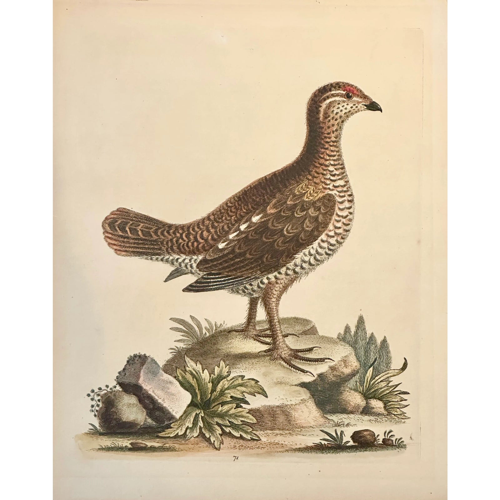Brown Spotted Heathcock by George Edwards, 1740 | Chairish