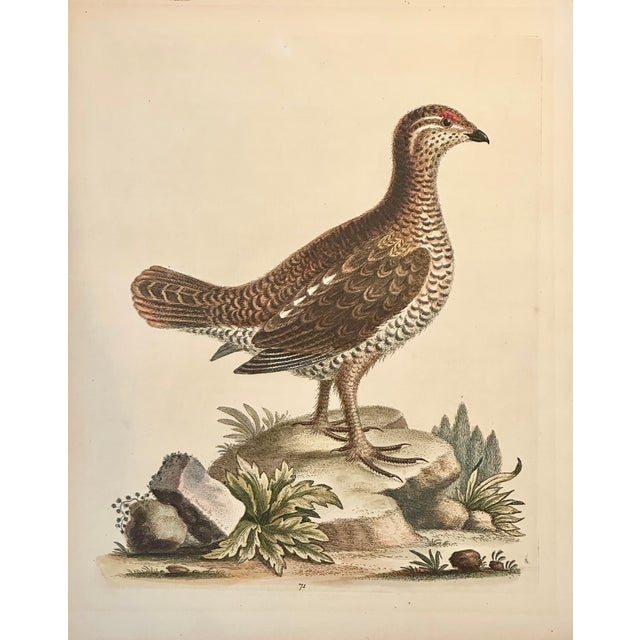 Brown Spotted Heathcock by George Edwards, 1740 For Sale