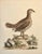 Brown Spotted Heathcock by George Edwards, 1740 For Sale