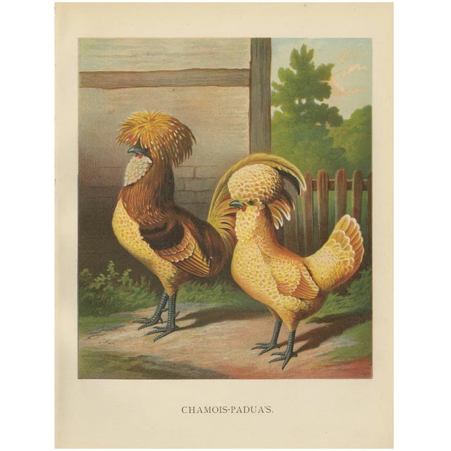 Foerster, The Chamois Polish Chicken, 19th Century, 1888, Print For Sale