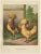 Foerster, The Chamois Polish Chicken, 19th Century, 1888, Print For Sale