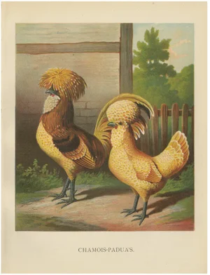 Foerster, The Chamois Polish Chicken, 19th Century, 1888, Print