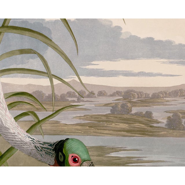 Paper Audubon Roseate Spoonbill Giclee Print For Sale - Image 7 of 8