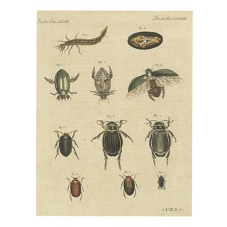 Bertuch, Diving Beetles and Water Beetles with Larva, 1815, Print For Sale