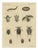 Bertuch, Diving Beetles and Water Beetles with Larva, 1815, Print For Sale