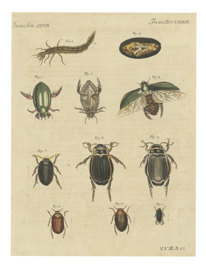 Bertuch, Diving Beetles and Water Beetles with Larva, 1815, Print